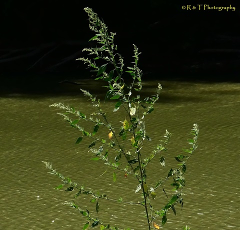 {Chenopodium album}